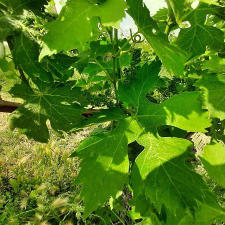Agriturismo Andreis Alloggi Illasi 外观 照片
