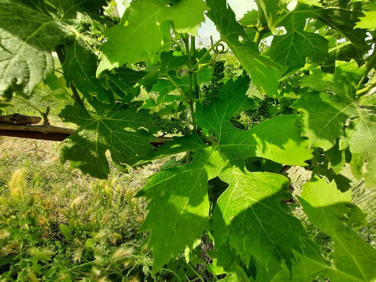 Agriturismo Andreis Alloggi Illasi 外观 照片